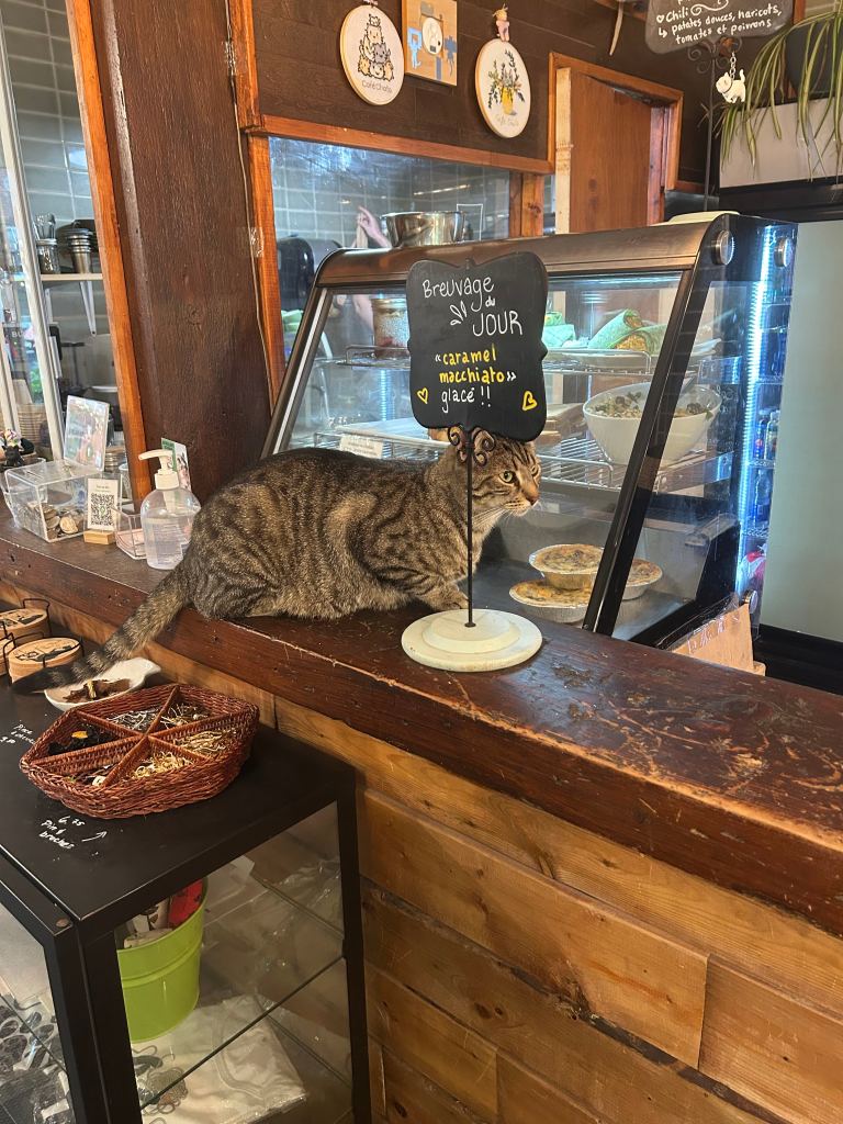 Cat sitting on the counter in the café